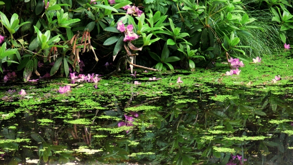 Bois des Moutiers (39) Juin 2012